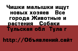   Чишки-малышки ищут новых хозяев - Все города Животные и растения » Собаки   . Тульская обл.,Тула г.